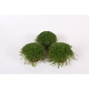 Trzy zielone rośliny doniczkowe t.b.t w doniczkach, kategoria: Pozostałe rośliny zielone.