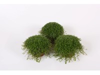 Soleirolia Helexine green wys. 10cm