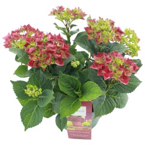 Hortensja ogrodowa (Hydrangea macrophylla Magical) don. 20 cm