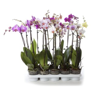 Wielokolorowe storczyki (Storczyki) w zestawie na białej tacy.