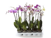 Falenopsis - Ćmówka - Storczyk (Phalaenopsis sp.)