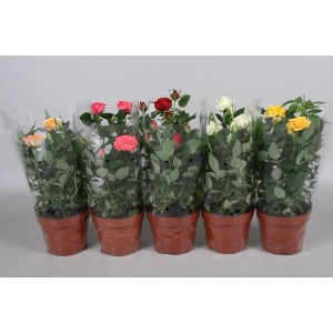 Różnokolorowe róże rabatowe w doniczkach, zapakowane.