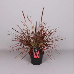 t.b.t. trawa ozdobna w doniczce z czerwono-zielonymi liśćmi i kwiatostanami.