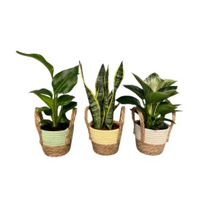 Roślina w koszu ozdobnym mix don. 13 cm