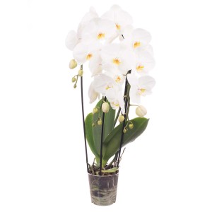 Biała orchidea w doniczce, elegancka roślina doniczkowa do Twojego domu.