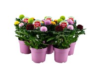 Chryzantema Flower Pops don. 14 cm