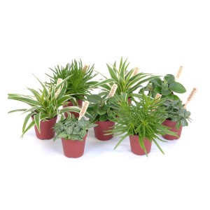 Różne sukulenty w doniczkach, zestaw roślin doniczkowych