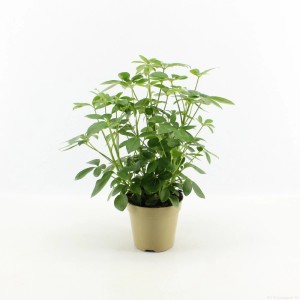 Zielona Aralia (Schefflera) w doniczce, roślina doniczkowa.