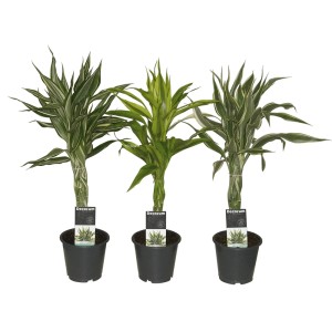 Trzy draceny (Dracaena) w doniczkach, różne wzory liści.