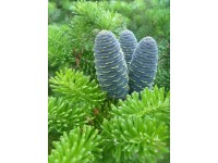 Jodła koreańska (Abies koreana), wys. ok. 60cm