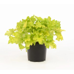 t.b.t. w czarnej doniczce, dekoracyjna roślina doniczkowa o jasnozielonych liściach.