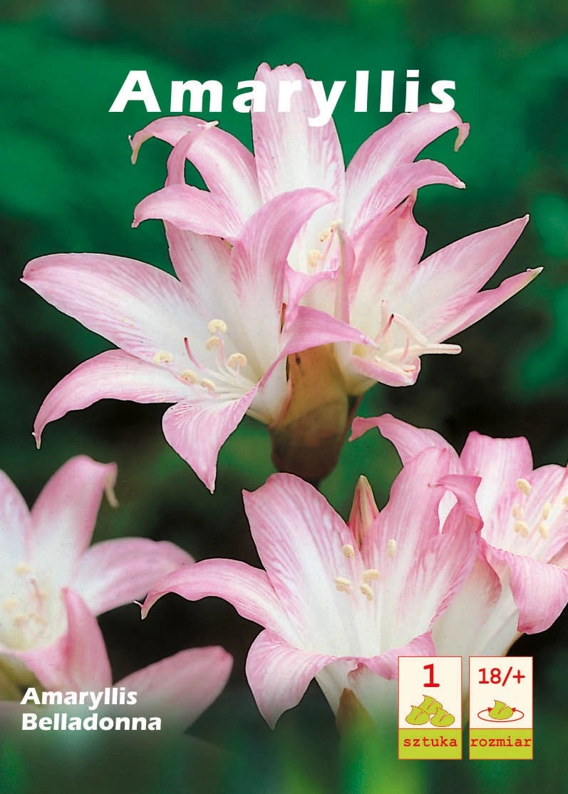Amarylis Belladonna 1szt kupuj w OBI