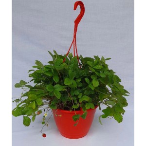 Wisząca poziomka pospolita w czerwonej doniczce z zielonymi liśćmi i czerwonymi owocami.