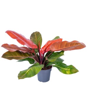 Filodendron Prince of Orange (Philodendron) don. 19 cm