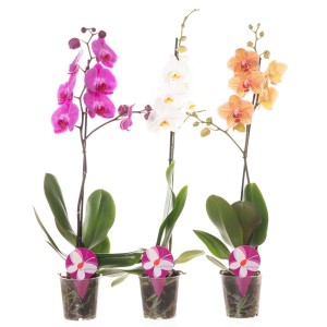 Trzy kwitnące storczyki w doniczce: różowy, biały i pomarańczowy.