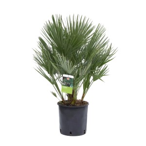 GROW by OBI Palma karłatka (Chamaerops humilis) w doniczce, wysokość ok. 100 cm.