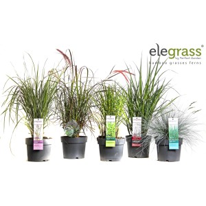 Różne trawy ozdobne Elegrass w doniczkach, idealne do ogrodu i na balkon.