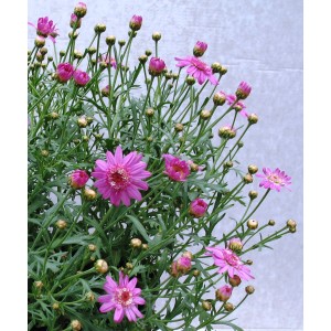 Różowo kwitnąca roślina (t.b.t.) z zielonymi liśćmi, idealna na rabaty i balkony.