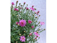 Złocień - margerytka różowa, kula duża (Argyranthemum frutescens)