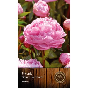 Zbliżenie różowej piwonii 'Sarah Bernhardt', idealnej do ogrodu. Kwiat cebulowy do rabat i donic.