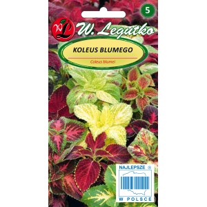 Opakowanie nasion koleusa Blumego 'Coleus blumei'.