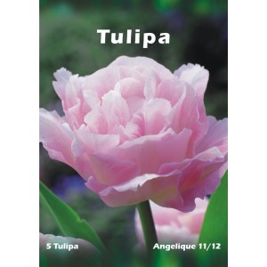 Delikatnie różowa cebulka tulipana 'Angelique', idealna na rabaty i do ogrodów.