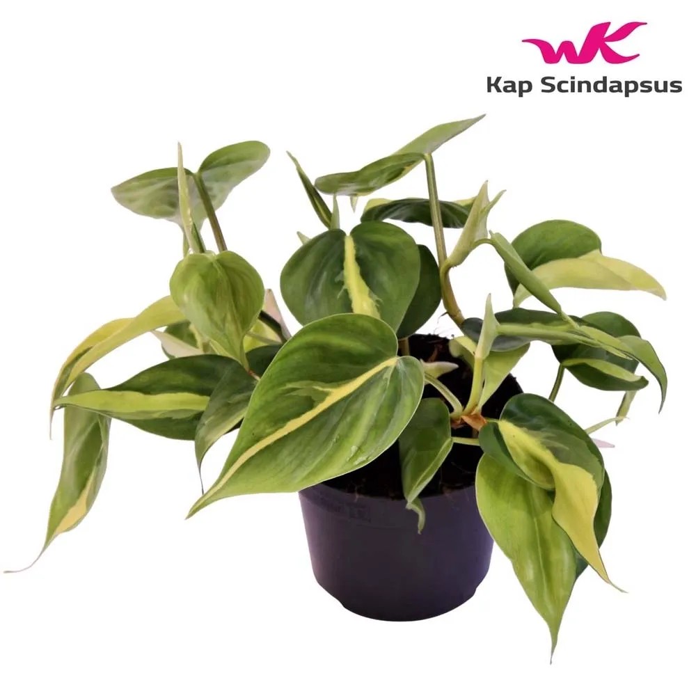 philodendron shangri la Philodendron 'Shangri La'