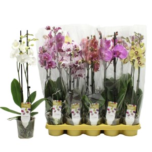 Storczyk Phalaenopsis Exclusive (Phalaenopsis Exclusive) don. 12 cm