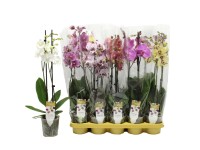 Storczyk Phalaenopsis Exclusive (Phalaenopsis Exclusive) don. 12 cm