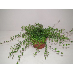 Muehlenbeckia (drut kolczasty) w doniczce, zielone liście i delikatne pędy.