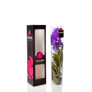 Fioletowa orchidea Vanda w szklanym wazonie, obok opakowania. Dekoracyjna roślina doniczkowa.