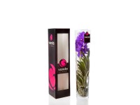 Storczyk Vanda Michelle mix w szkle wys. 70-75 cm