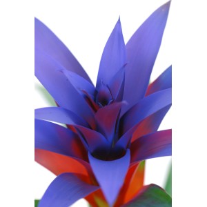 Kwitnąca roślina z niebieskimi i czerwonymi liśćmi.