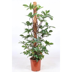 Duża, zielona roślina doniczkowa t.b.t. w brązowej doniczce z pomocą do wspinaczki.