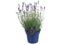 Lawenda (Angustifolia Hidcote) - don. 17 cm