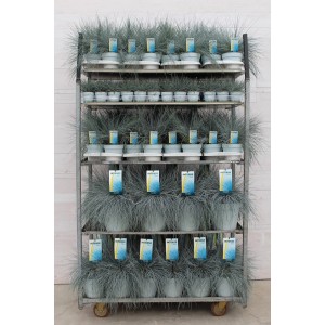 Kostrzewa sina 't.b.t.' na stojaku sprzedażowym, różne rozmiary doniczek.