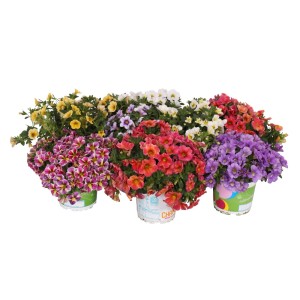 Różnokolorowe rośliny kwitnące t.b.t. w doniczkach.