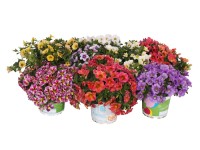 Calibrachoa Sweet Candy wys. 15 cm