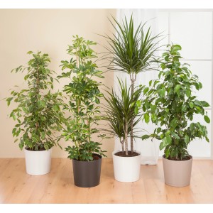 Różne rośliny doniczkowe w doniczkach Scheurich 883 w różnych kolorach.