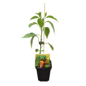 Młoda roślina t.b.t. w doniczce, warzywo do ogrodu i na balkon.