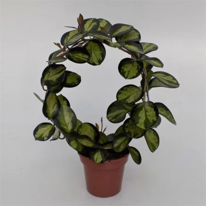 Hoya australis na kółku Variegata 45cm don.12cm