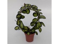 Hoya australis na kółku Variegata 45cm don.12cm