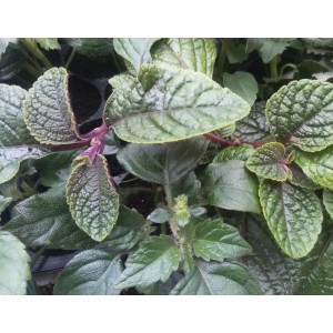 Zbliżenie kwitnącej rośliny t.b.t. z zielonymi liśćmi.