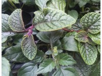 Komarzyca (Plektrantus Nico)