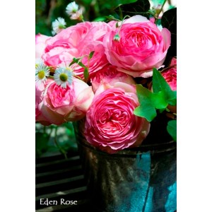 Bukiet róż rabatowych (t.b.t.) w doniczce.