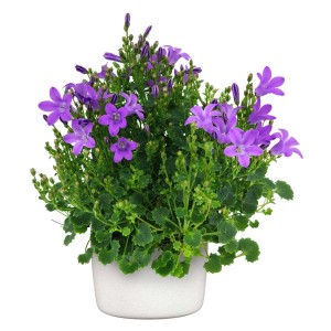 Kwitnąca roślina t.b.t. z fioletowymi kwiatami w doniczce.