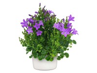 Dzwonek (Campanula portenslagiana) don. 12 cm