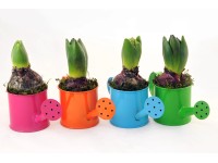 Kompozycja konewka malowana hiacynt