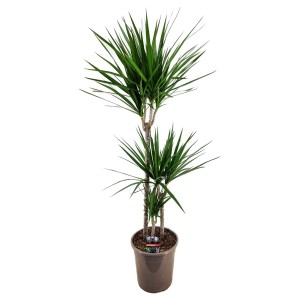 Zielona Dracena (Smocze drzewo) w doniczce, roślina doniczkowa.