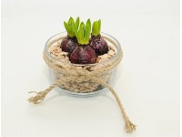 Hiacynt - szklana patera